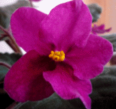 Фиалка Buckeye Rocin Robin
