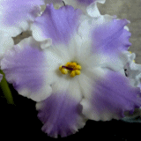 Фиалка Lyon’s Lavender Magic