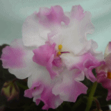 Фиалка Pink Pearls
