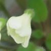 Фиалка Chantaspring
