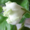 Фиалка Парниковый эффект (Greenhouse Effect)