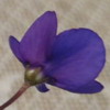 Фиалка Painted Silk