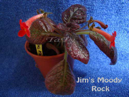  Jim's Moody Rock 