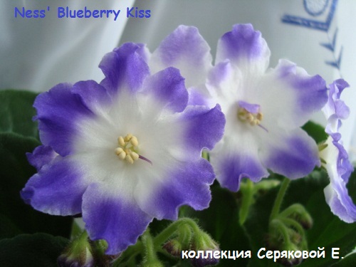   Ness' Blueberry Kiss 