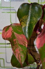 Филодендрон Red Emerald variegated