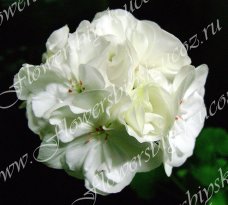 Пеларгония PAC Blanca