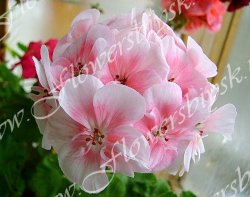 Пеларгония Brookside Primrose