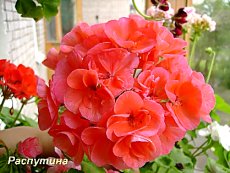 Пеларгония Canasta