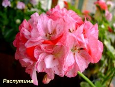 Пеларгония Golden Anniversary