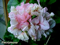 Пеларгония Nettlesteated