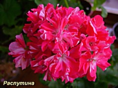 Пеларгония Pebbles