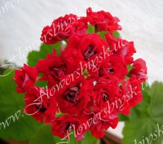 Пеларгония Pink Rambler