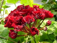 Пеларгония Garnet Rosebud