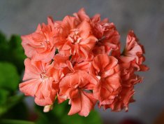 Пеларгония Vina