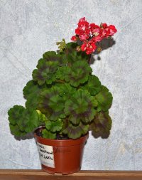 Пеларгония Vectis Rosebud