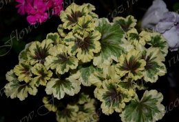 Пеларгония Ansbrook Mulberry Blotch