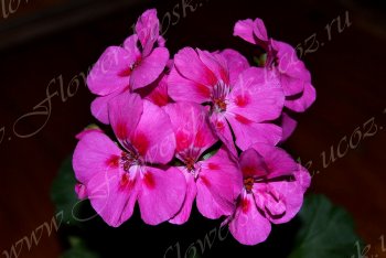 Пеларгония PAC Flower Fairy Berry