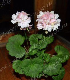 Пеларгония Rose of Amsterdam