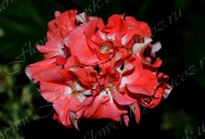 Пеларгония Coral Glow