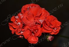 Пеларгония Orange Bud