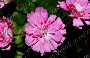 Пеларгония Unicorn Zonartic Rose