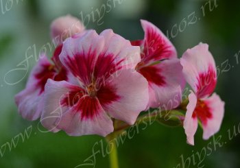 Пеларгония Americana Rose Mega Splash