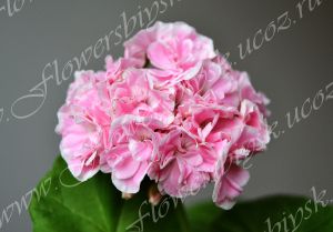 Пеларгония Frou Frou