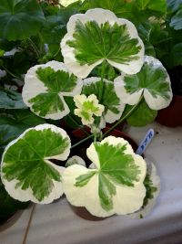 Пеларгония Westdale Appleblossom