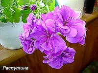 Пеларгония PAC Blue Sybil