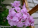 Пеларгония Flackey