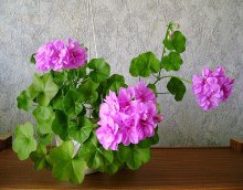 Пеларгония Pac Lilac