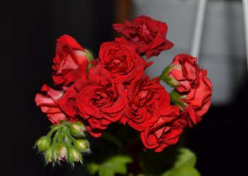 Пеларгония PAC Red Sybil