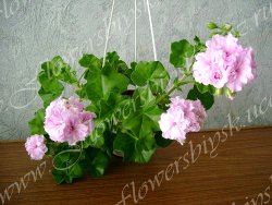 Пеларгония Chiffon