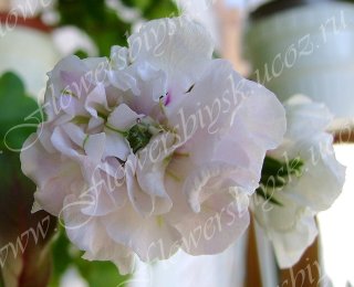 Пеларгония Ice Rose