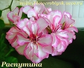 Пеларгония Harlequin Picotee