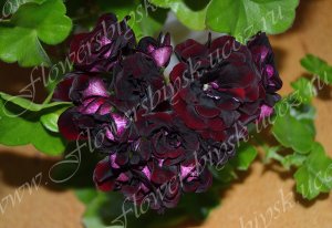 Пеларгония Royal Black Rose