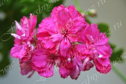 Пеларгония Cerise Carnation