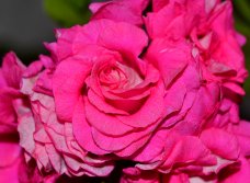 Пеларгония Mauve Beauty