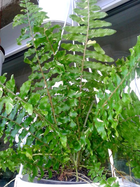   faltata variegated (leaf length > 50 cm.) 