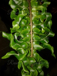   exaltata Spiral leaf (from the Philippines)