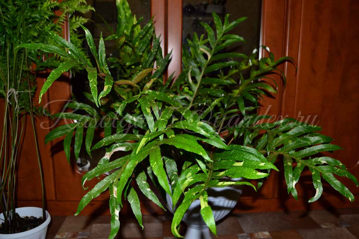   quercifolia variegated 