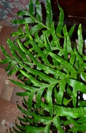 Дринария quercifolia variegated