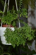   cordifolia Dwarf Petticoat Fern