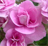  Rococo Rose