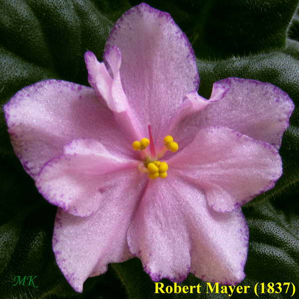  Robert Mayer 