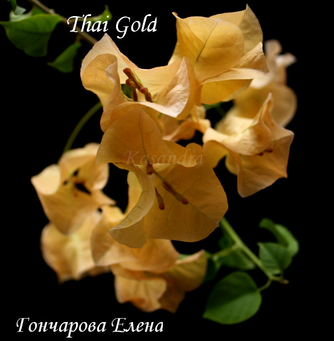  Thai Gold 