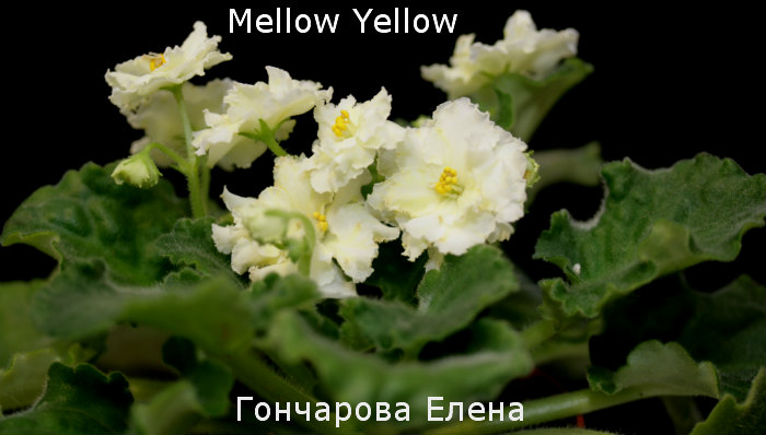  Mellow Yellow 