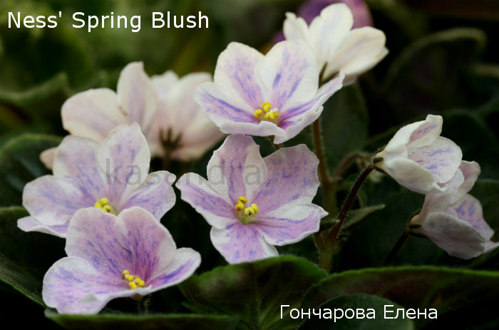  Ness' Spring Blush 