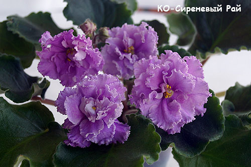 Сиреневый Рай Фиалка Фото Сиреневый Рай Фиалка Фото