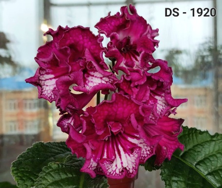  DS-1920 